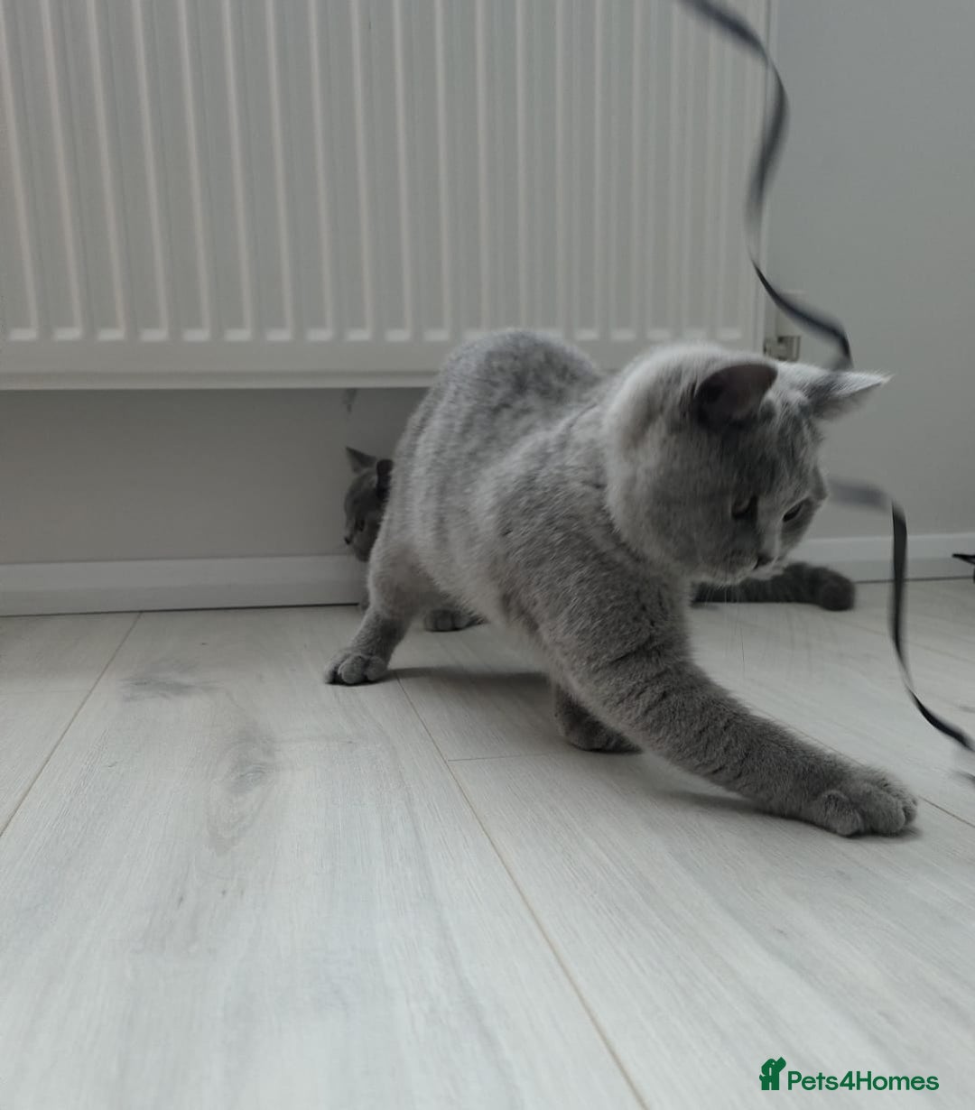 British Shorthair cats for sale: Campion blod - Image 4