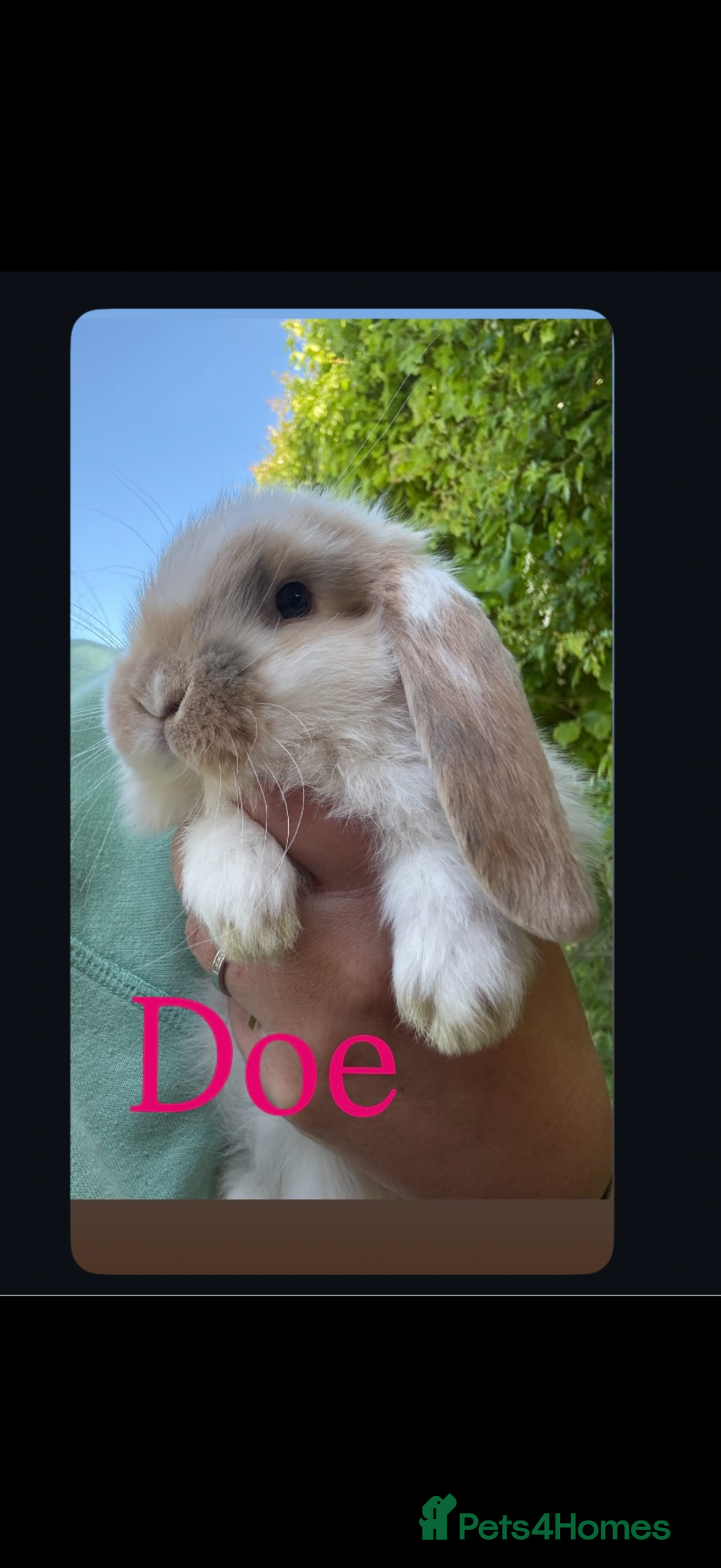 French Lop rabbits Stunning pure bred French lop babies  - Advert 17