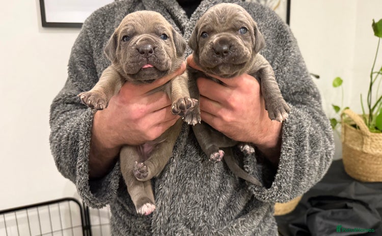 Cane Corso dogs ICCF Registered Cane Corsos  - Advert 16