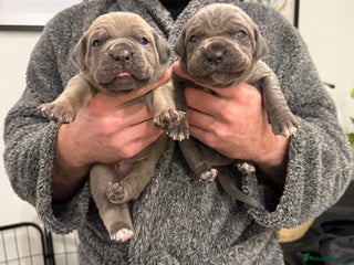 Cane Corso dogs ICCF Registered Cane Corsos - Advert 1