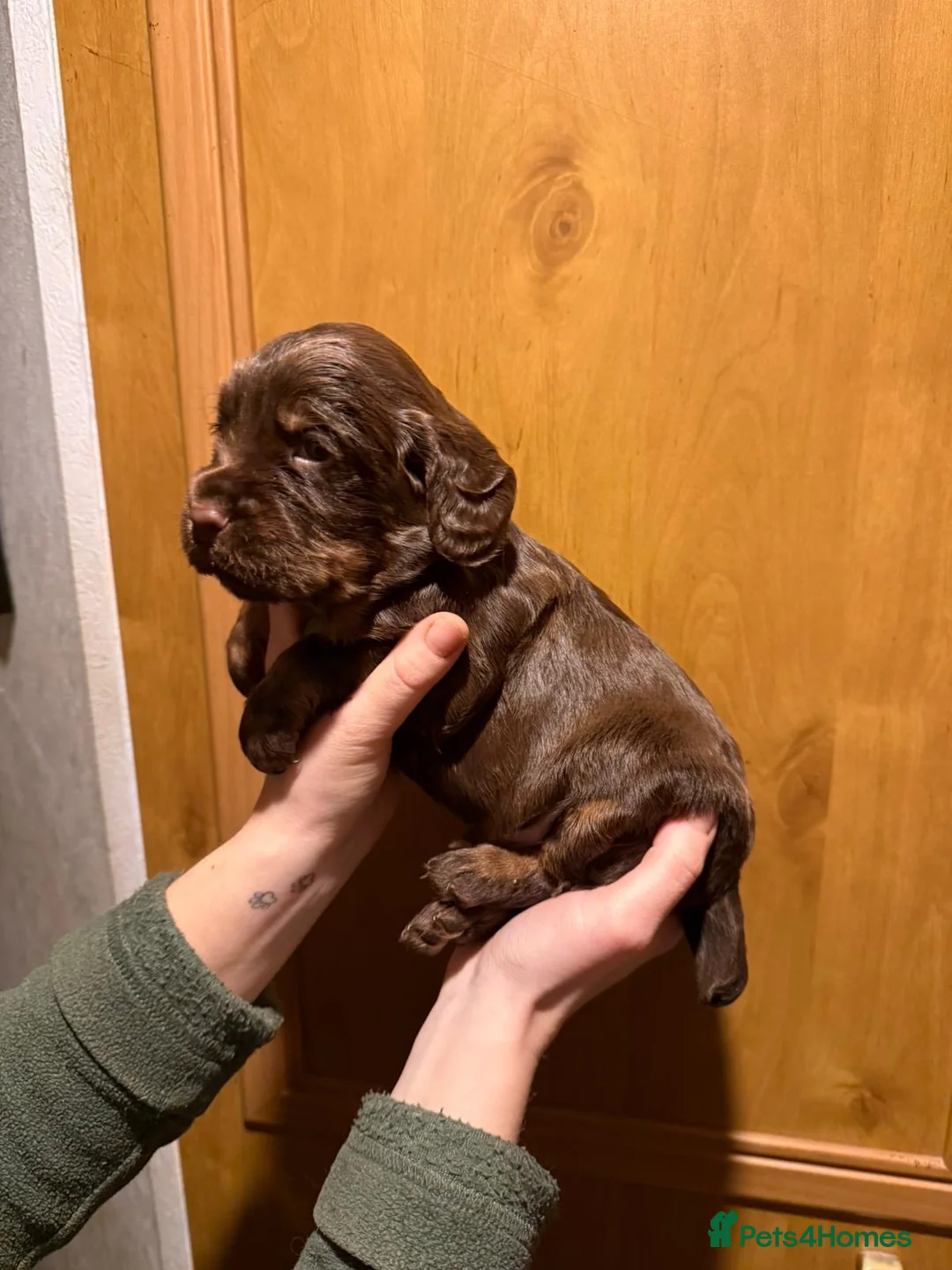 Cocker Spaniel dogs for sale: Fully health tested liver and tan cockers  - Advert 14