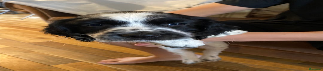 English Springer Spaniel Puppy 4