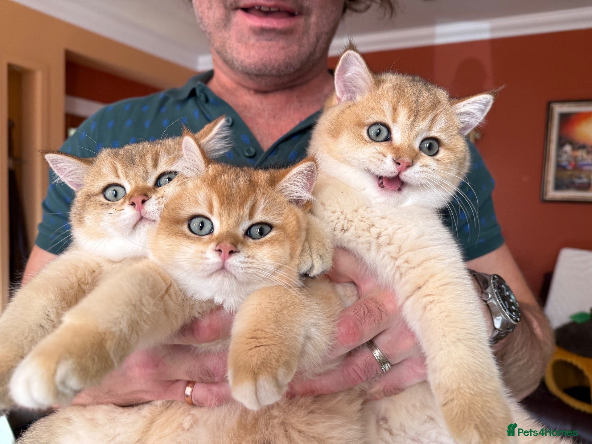 British Shorthair cats for sale: Ready Show Quality Golden Chinchillas - Advert 1