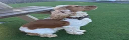 Cocker Spaniel dogs for sale: 1 gorgeous show cocker male puppies available 😁 - Advert 10