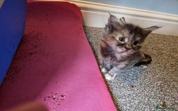 Maine Coon cats for sale: Stunning Maine Coon kittens - Image 2