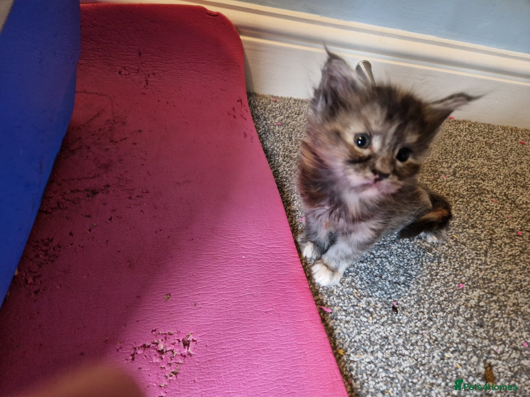 Maine Coon cats for sale: Stunning Maine Coon kittens - Image 2