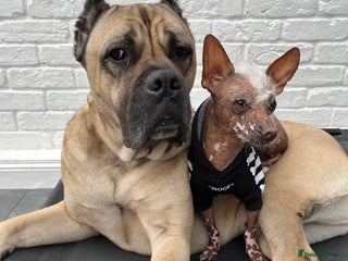 Chinese Crested dogs Chinese crested - Advert 3