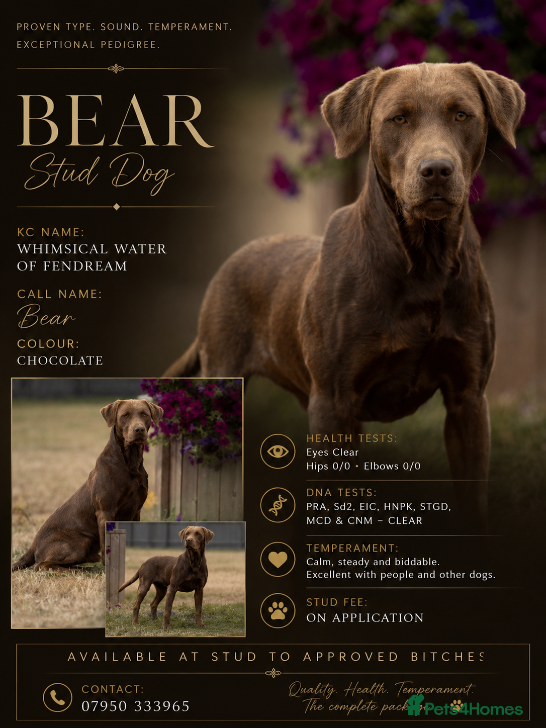 Labrador Retriever dogs KC Reg Chocolate Stud, 0/0 Hips & FTCH Pedigree - Advert 21