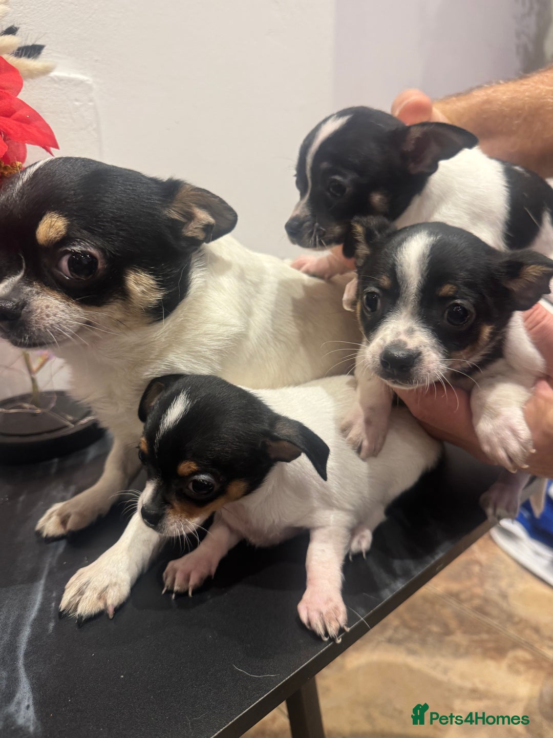 Chihuahua dogs for sale: 3 adorable apple-head tini puppies LF a home - Advert 6