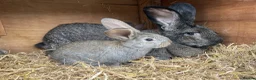 Continental Giant rabbits for sale: Continental giant babies - Advert 8