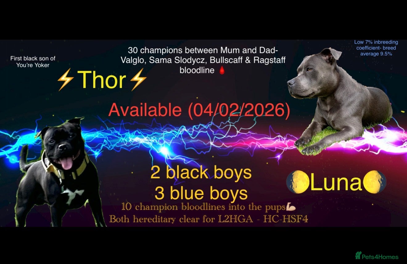 Staffordshire Bull Terrier dogs Blue & Black Staffordshire bull terrier pups - Advert 5