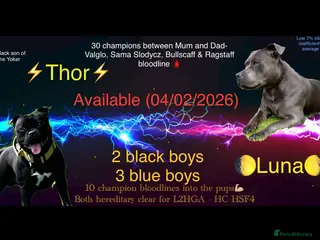 Staffordshire Bull Terrier dogs Blue & Black Staffordshire bull terrier pups - Advert 5