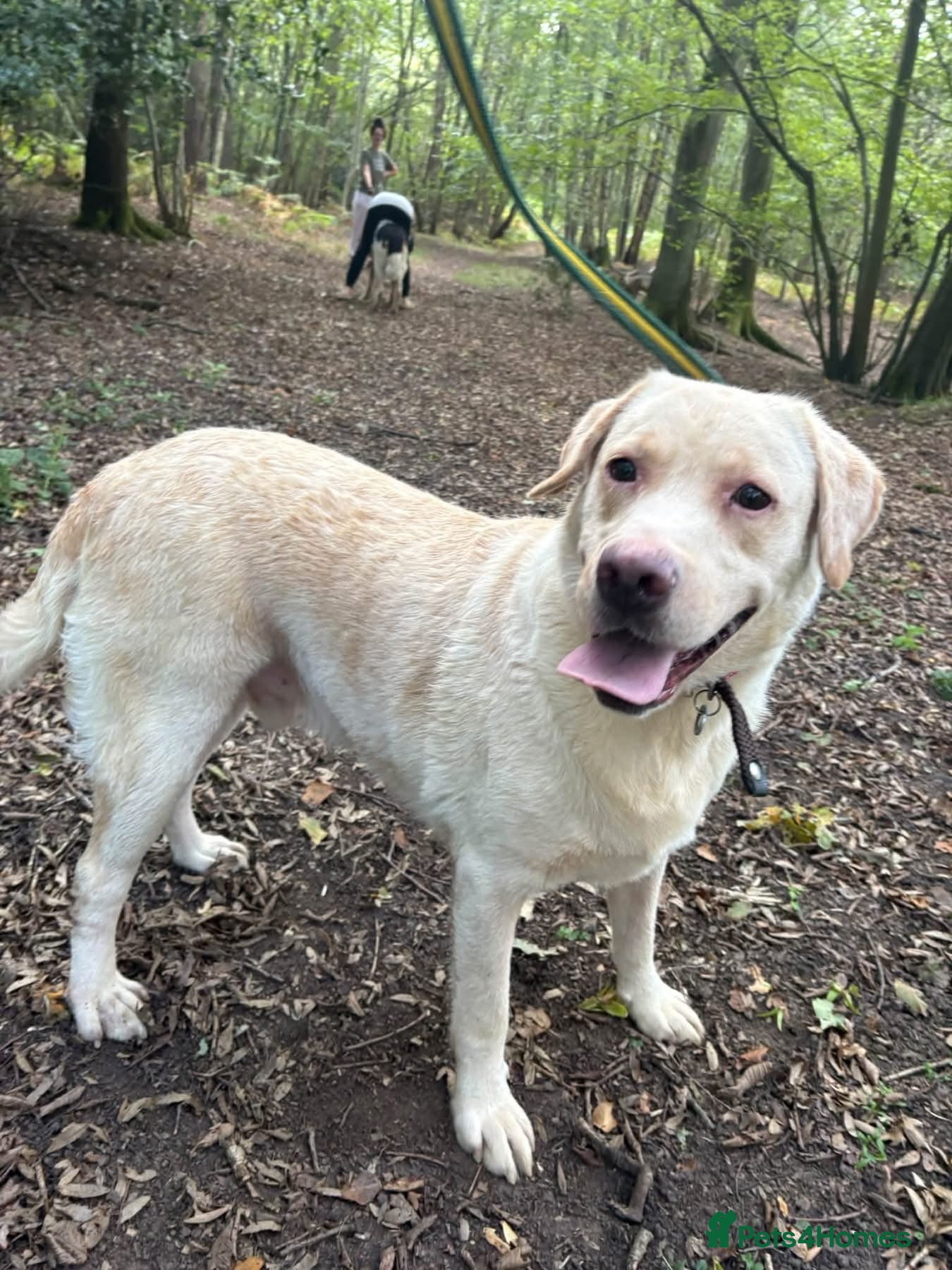 Labrador Retriever dogs George - Hingham Norfolk  - Advert 2