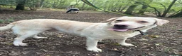 Labrador Retriever dogs for adoption: George - Hingham Norfolk  in Norwich - Advert 1