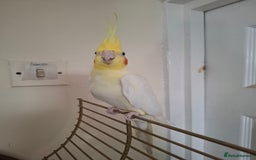 Cockatiels birds for sale: FEMAIL COCKATIEL  - Image 4