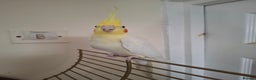 Cockatiels birds for sale: FEMAIL COCKATIEL  - Advert 4