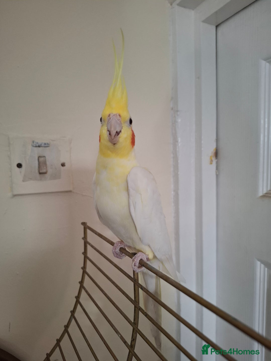 Cockatiels birds for sale: FEMAIL COCKATIEL  - Image 4