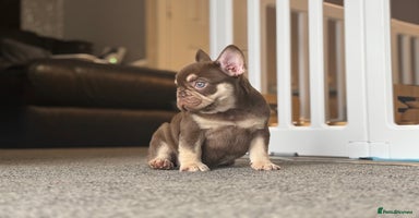 French Bulldog dogs - Advert 12