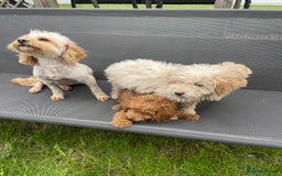 Cavapoo dogs for sale: F1b cavapoo - Image 10