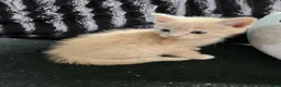 Mixed Breed cats for sale: 2 boy kittens - Advert 8