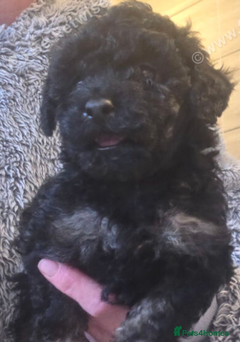 Toy Poodle dogs Gorgeous Toy poodle puppies  - Advert 4