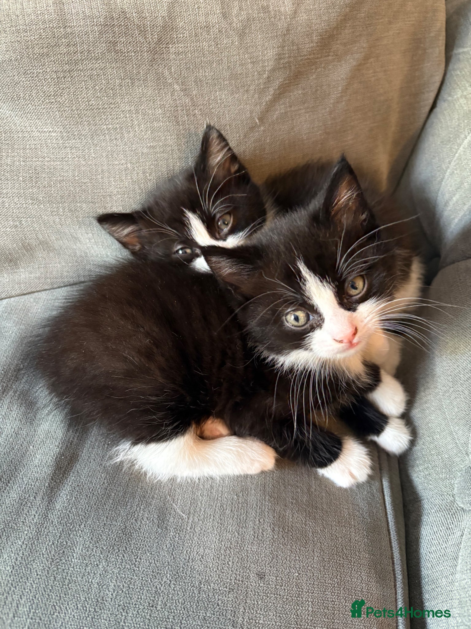 Mixed Breed cats Beautiful litter of kittens  - Advert 17