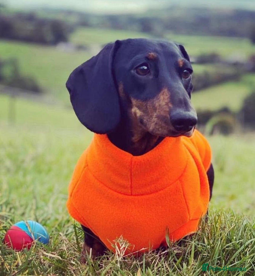 Dachshund dogs for sale: Miniature Dachshund Puppies   - Image 16