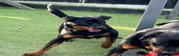 Rottweiler dogs for sale: KC ROTTWEILER PUPPIES DUE SOON  - Advert 5
