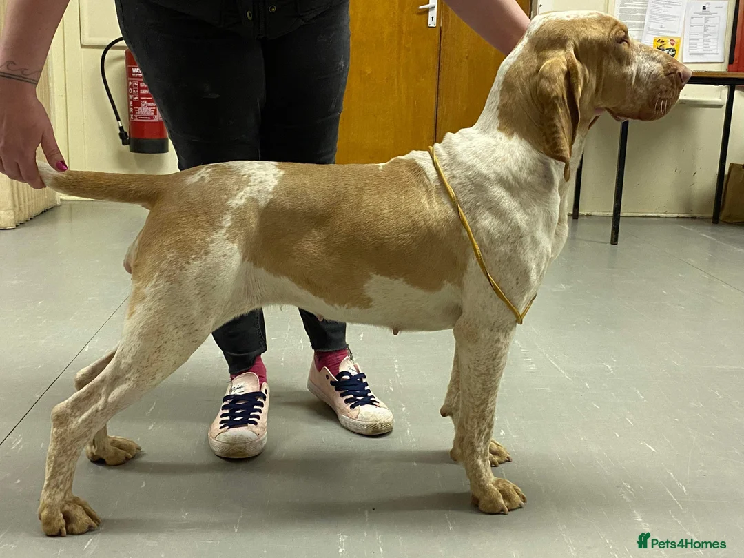 Bracco Italiano dogs for sale: Spring Litter Planned  - Advert 4