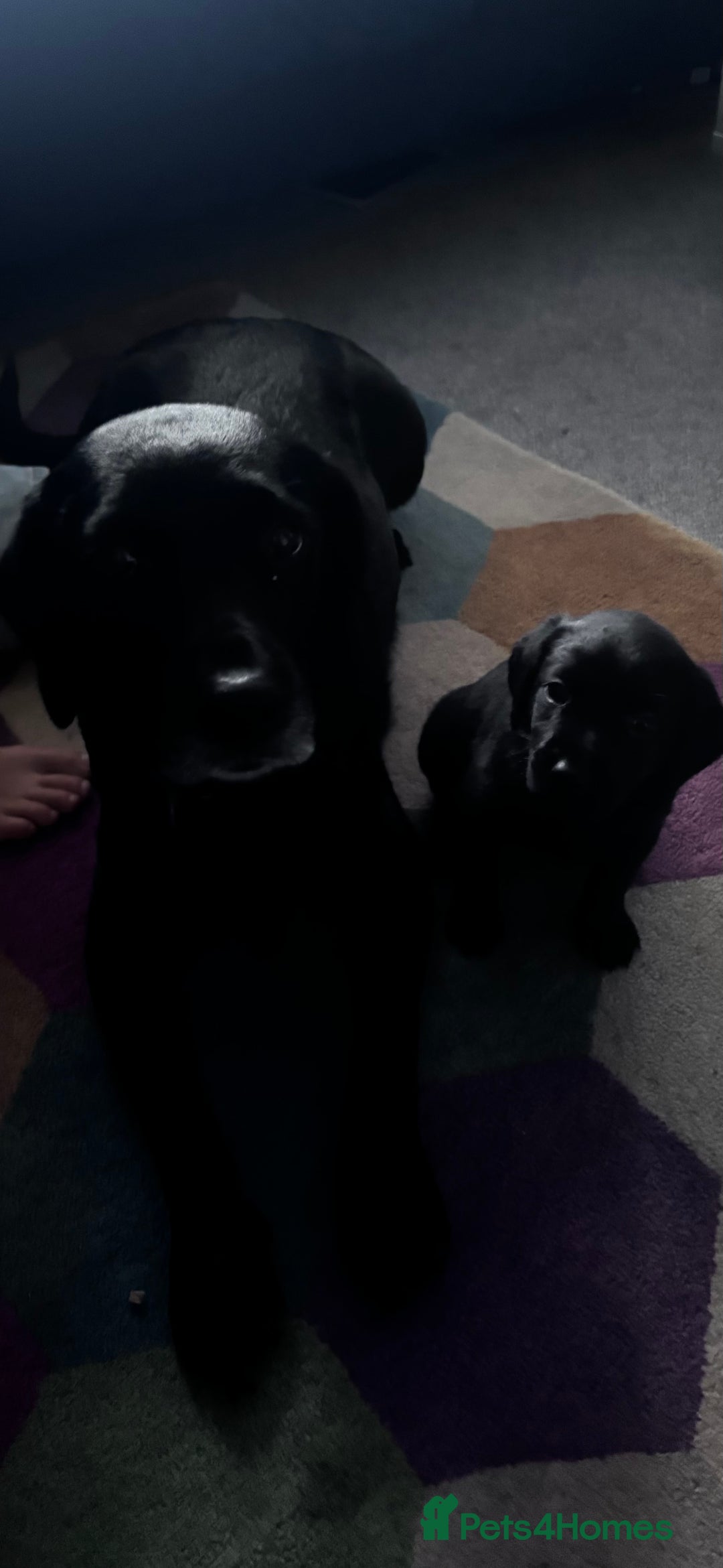 Springador dogs for sale: Springador/Labrador Puppies - Image 6