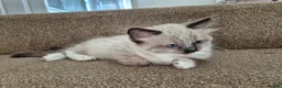Mixed Breed cats for sale: Gorgeous kittens unique markings - Advert 8
