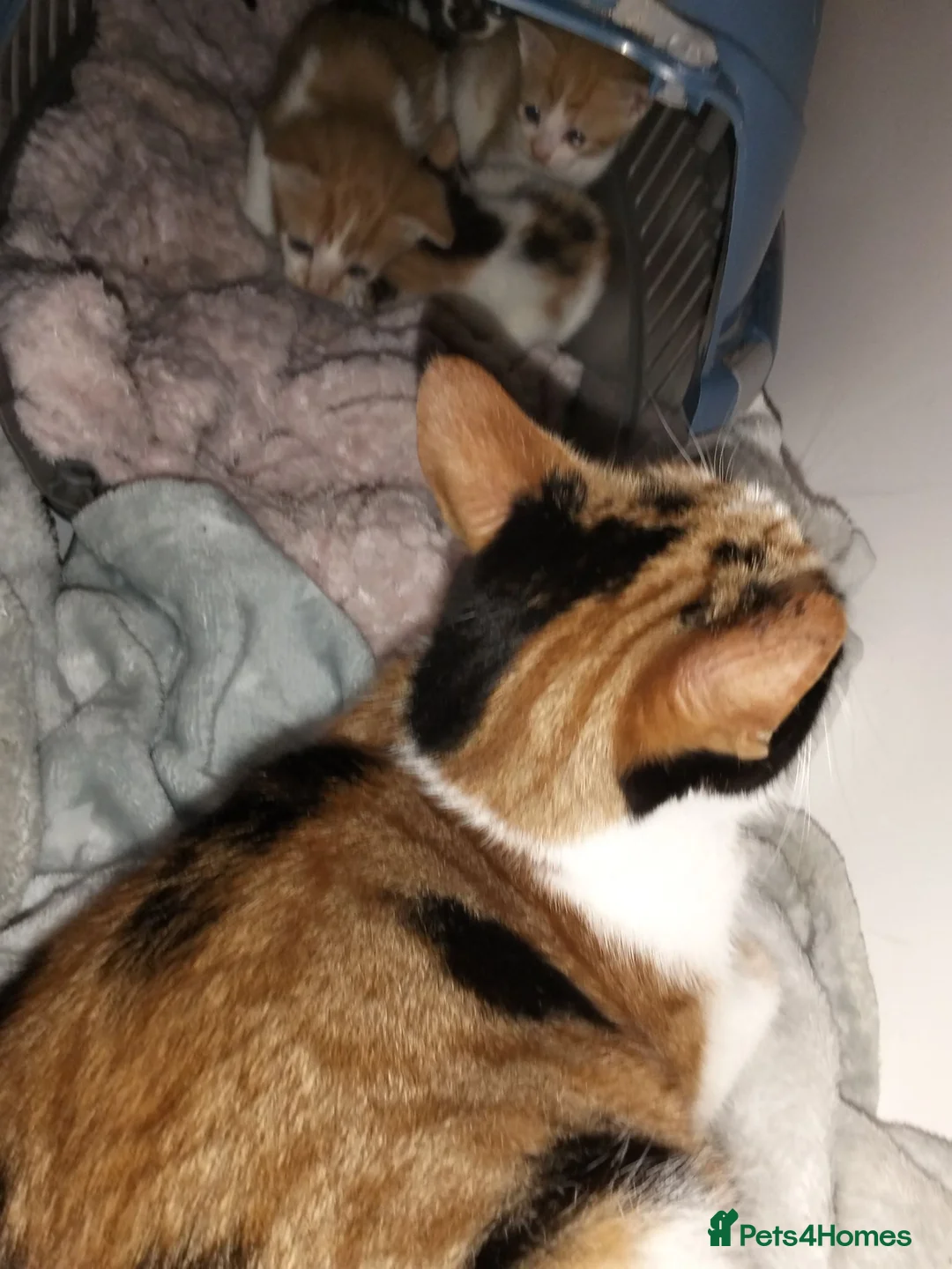 Mixed Breed cats for sale: 2 cheeky ginger and white kittens  - Advert 10