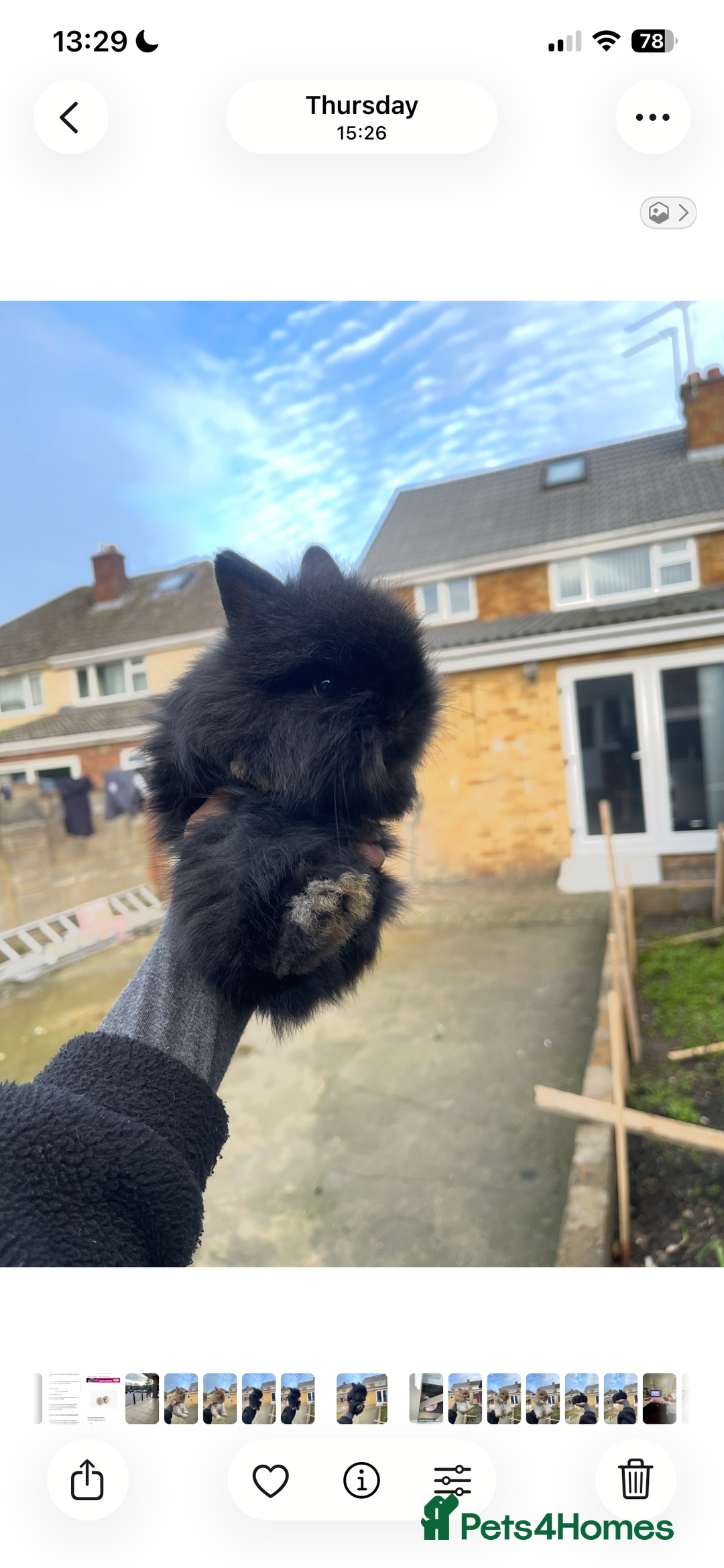 Mixed Breed rabbits for sale: Mini lip/ Netherland dwarf babies - Advert 2