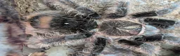 Tarantulas invertebrates for sale: Various Tarantulas (read description)  - Advert 3