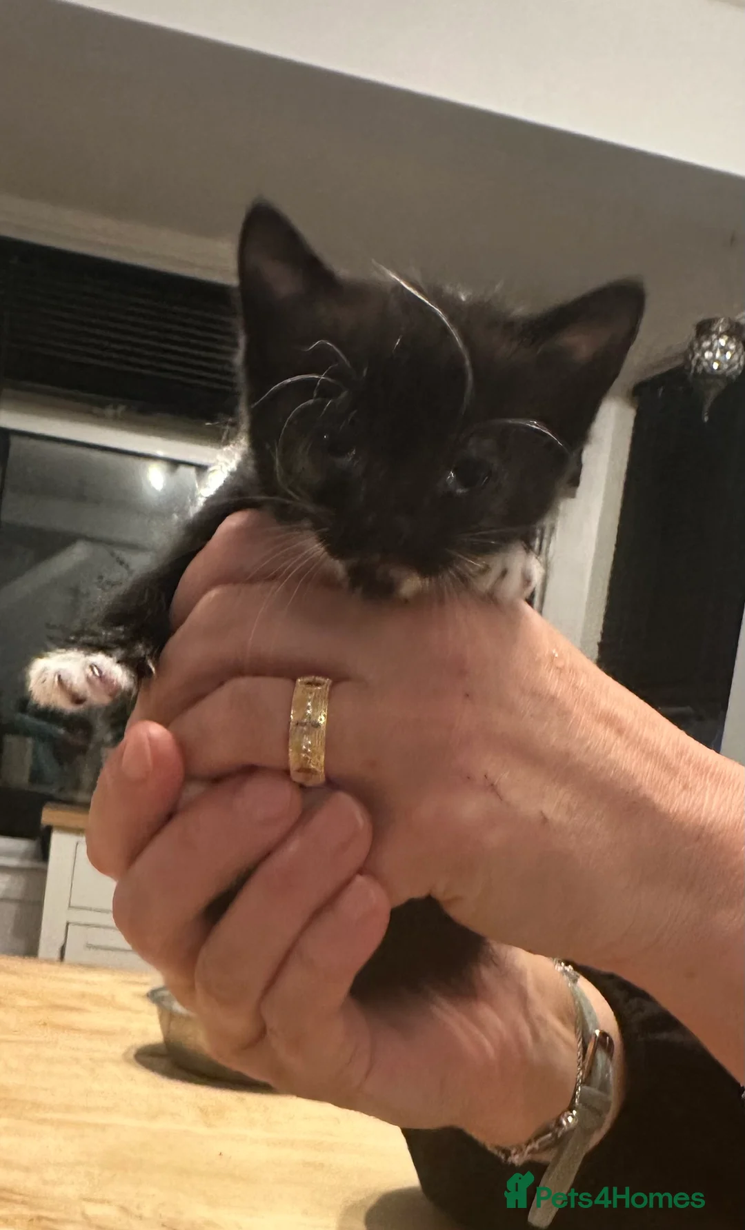 British Shorthair cats for sale: Fluffy black and white kittens  - Advert 10