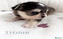 Chihuahua dogs for sale: KC rare husky marking chihuahua puppies Thai lines - Image 30