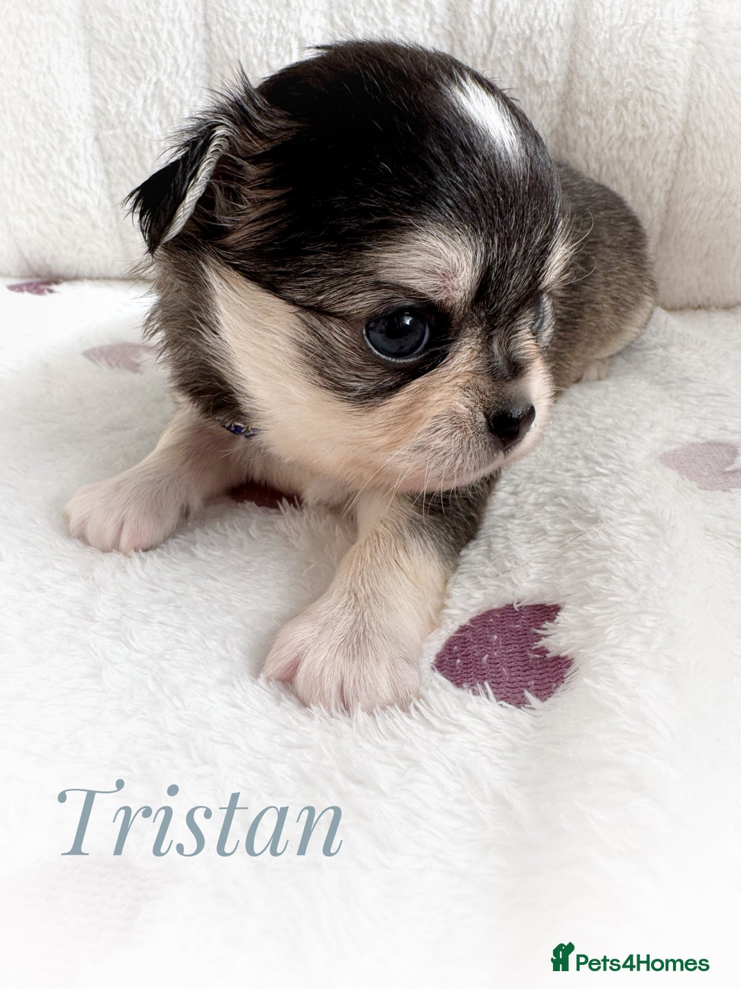 Chihuahua dogs for sale: KC rare husky marking chihuahua puppies Thai lines - Image 30