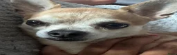 Chihuahua dogs for stud: Stud Merle chihuahua age 5 - Advert 7