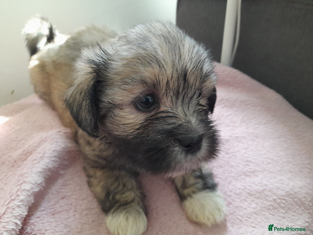 Mixed Breed dogs for sale: Jack Tzu  - Image 9
