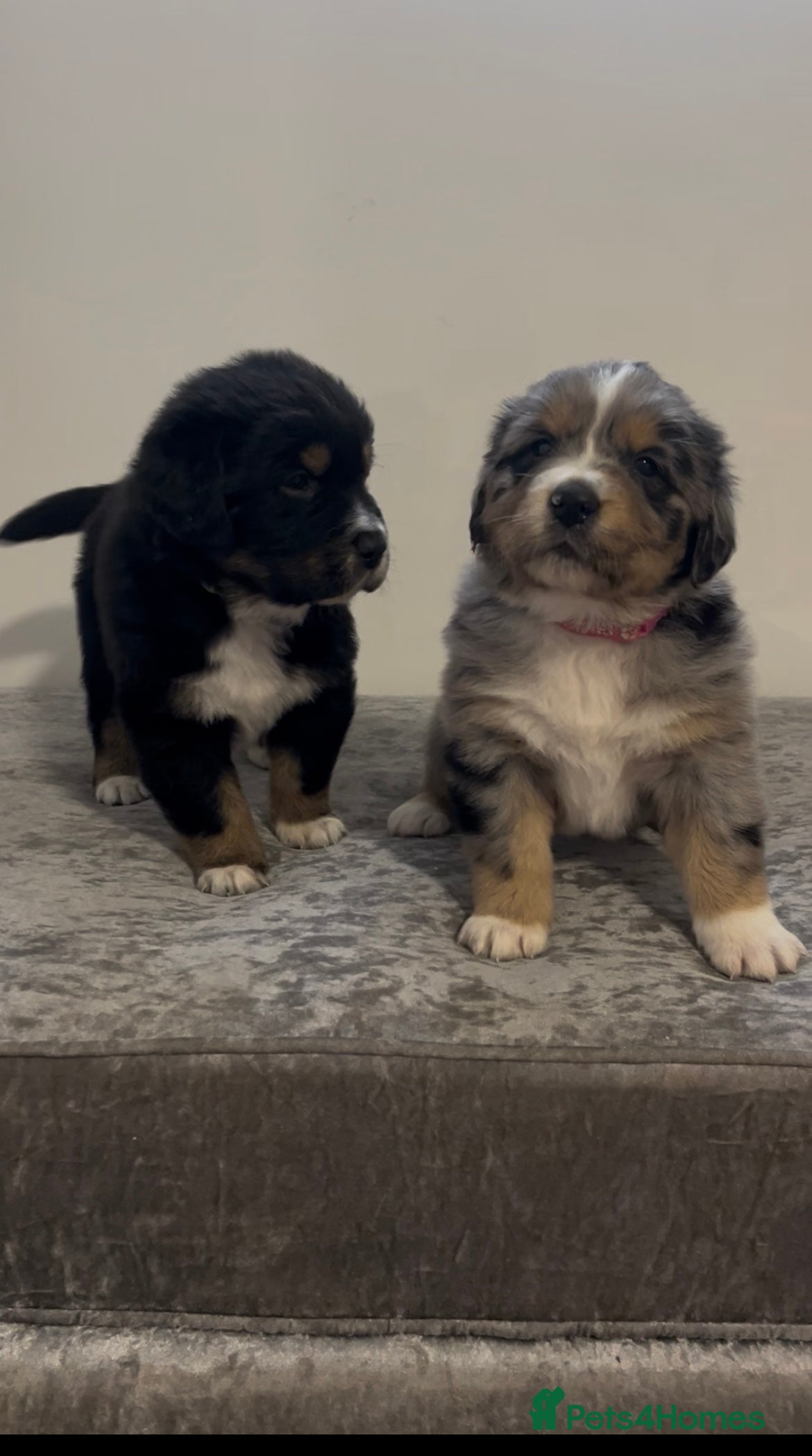 Mixed Breed dogs Australian Shepherd x Golden Retriever Puppies - Advert 18