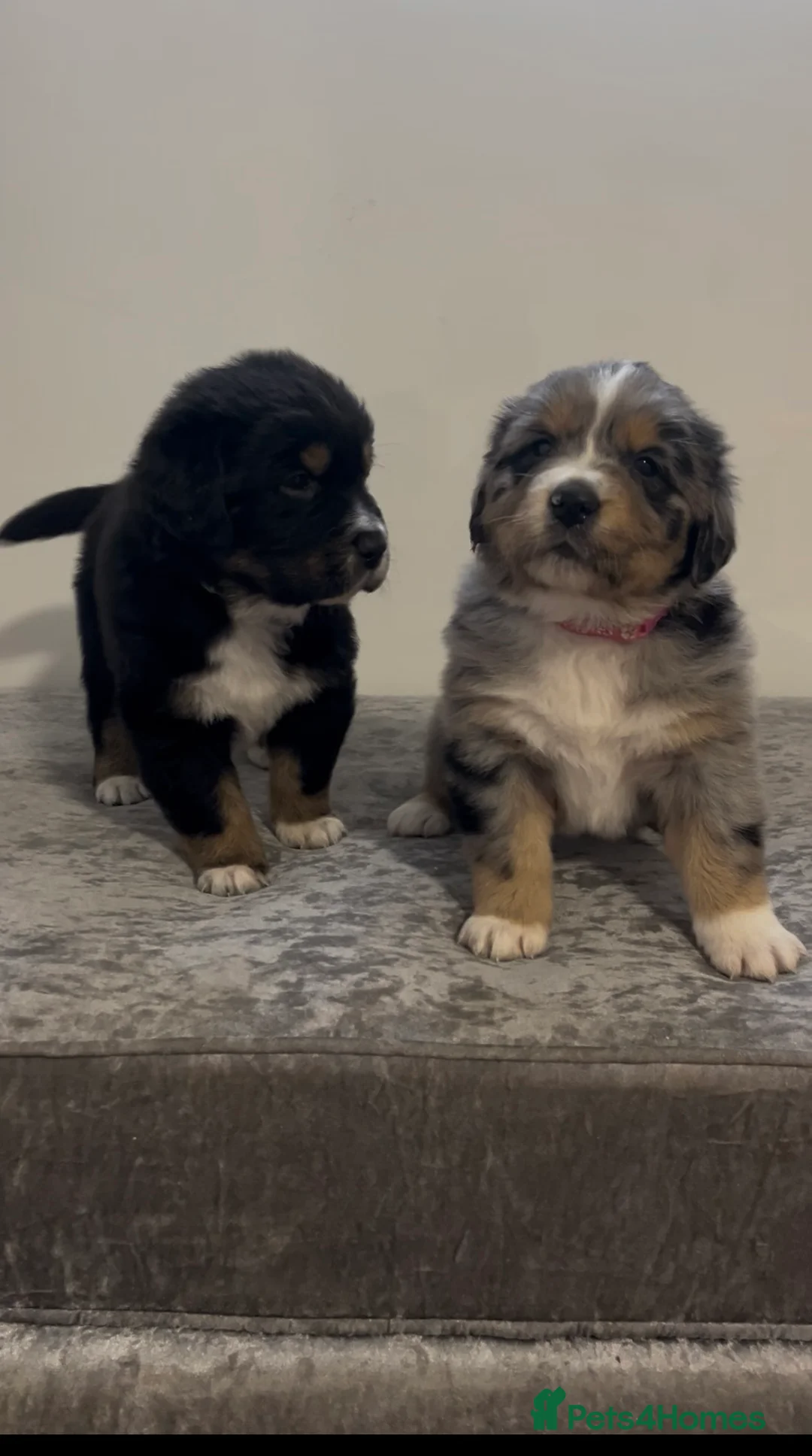Mixed Breed dogs for sale: Australian Shepherd x Golden Retriever Puppies - Advert 1