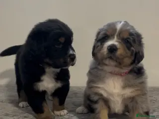 Mixed Breed dogs Australian Shepherd x Golden Retriever Puppies - Advert 18