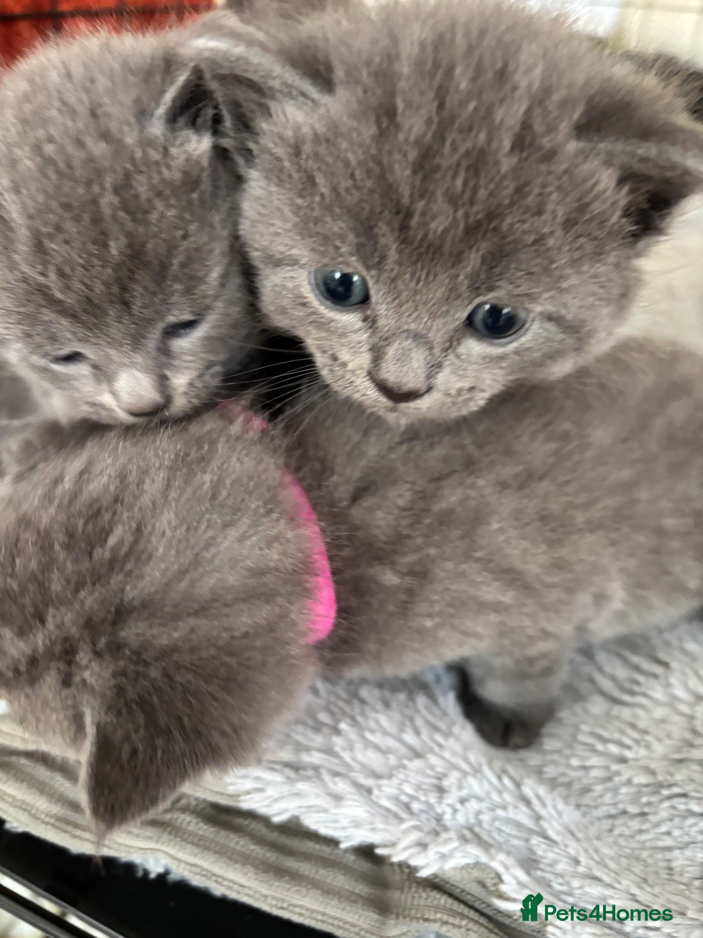 British Shorthair cats British shorthair blue kittens - Advert 8