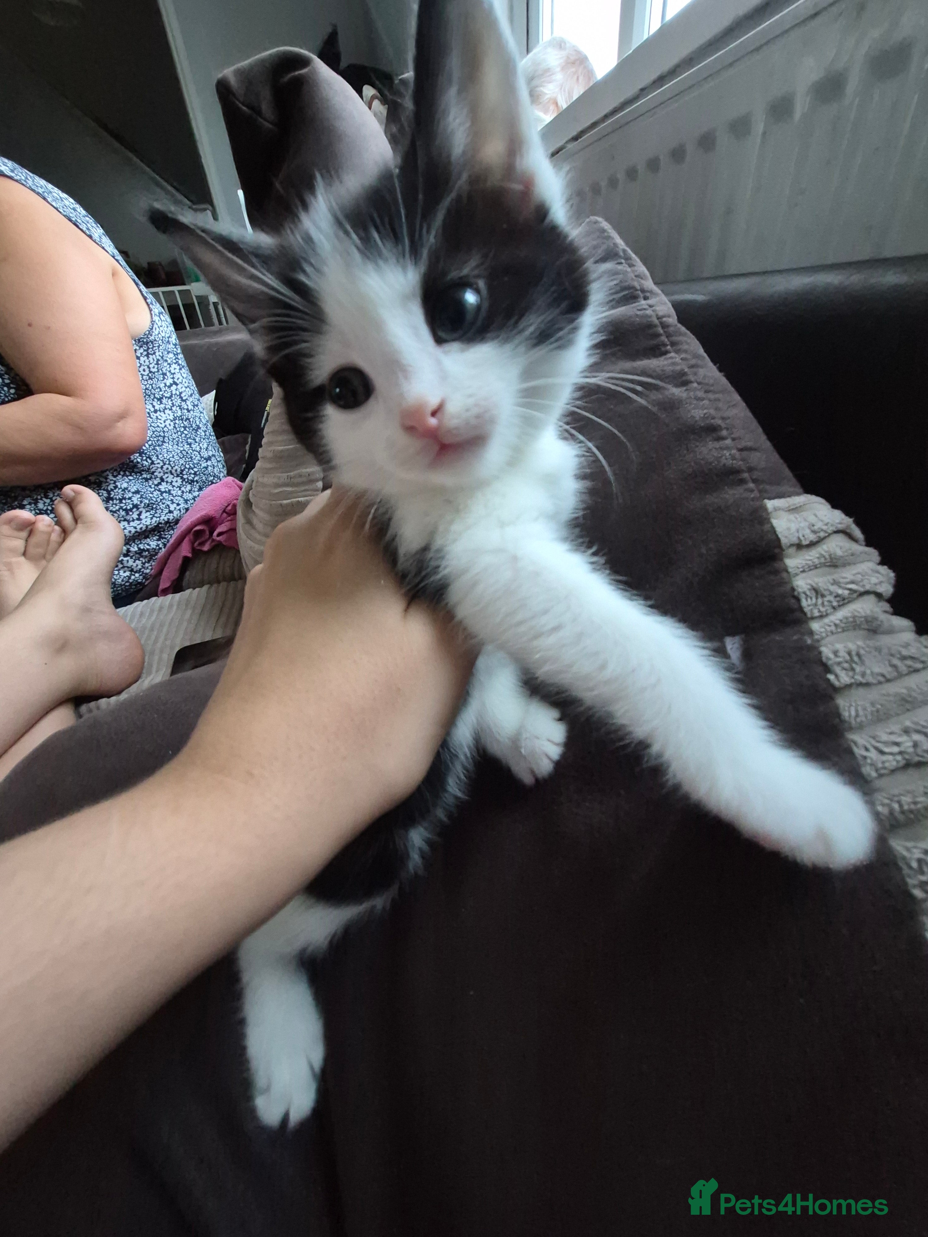Mixed Breed cats Beautiful kittens ready now - Advert 1