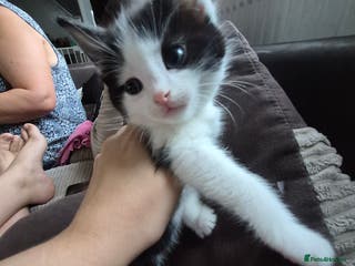 Mixed Breed cats Beautiful kittens ready now - Advert 1