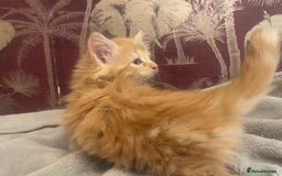 Mixed Breed cats for sale: 5 Fluffy Half Maine Coon kittens - Advert 23