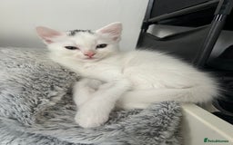 Ragdoll cats for sale: Ragdoll x Russian white kittens  - Image 1
