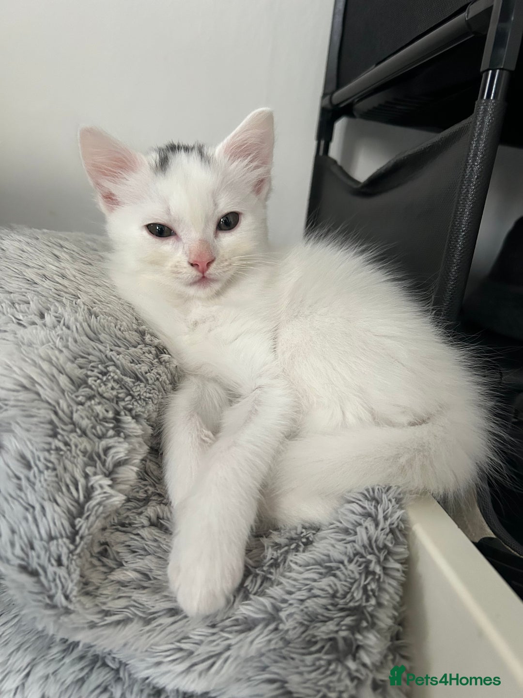 Ragdoll cats for sale: Ragdoll x Russian white kittens  - Image 1