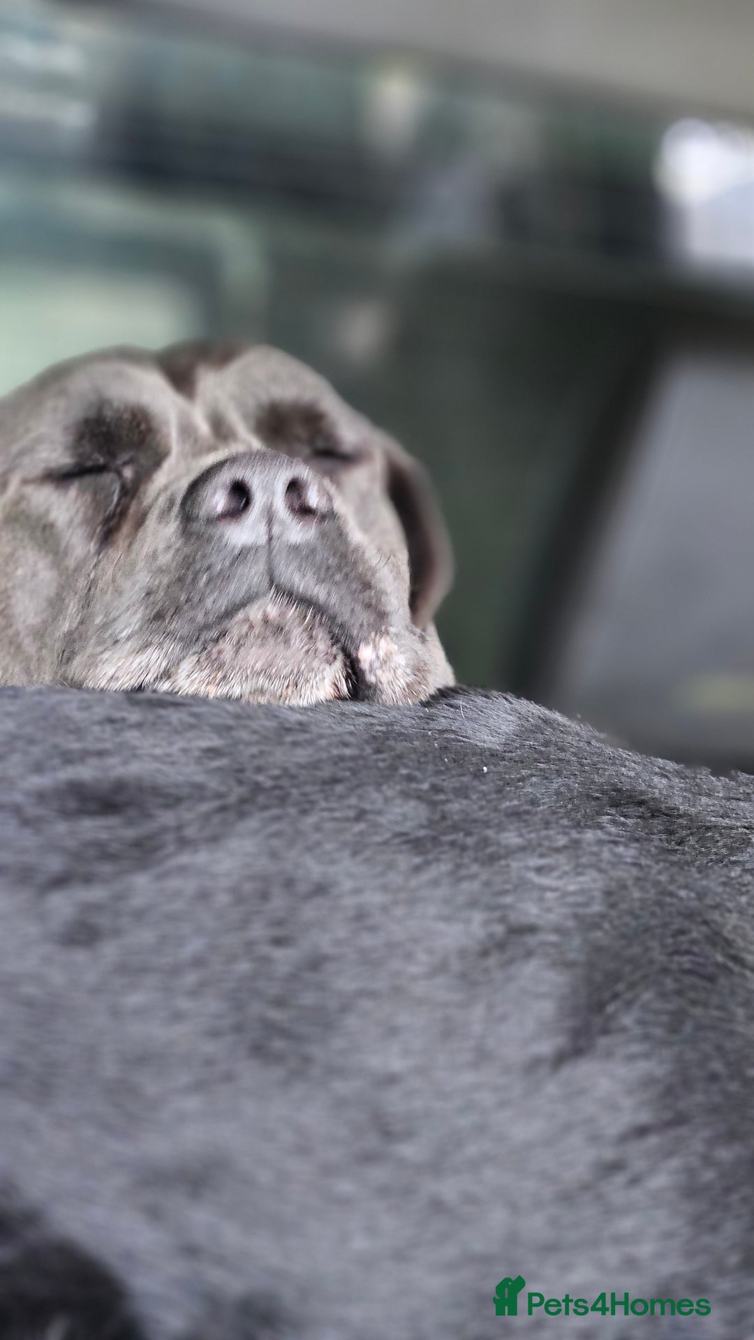 Mixed Breed dogs for sale: CaneWeiler Pupps - Advert 4