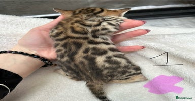 Bengal cats in Birmingham - Advert 5